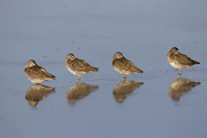 Dowitcher Prints: Long-billed Dowitcher - March in Arizona - USA