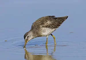 Long-billed Dowitcher. Southeastern Arizona in March. USA
