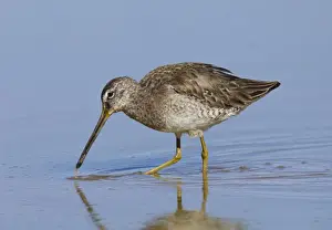 Long-billed Dowitcher. Southeastern Arizona in March. USA
