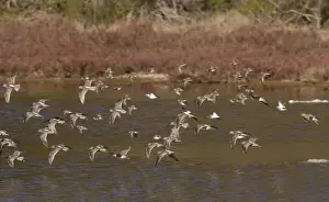 Dowitcher Prints: Long-billed Dowitchers - flock in flight - California, United States
