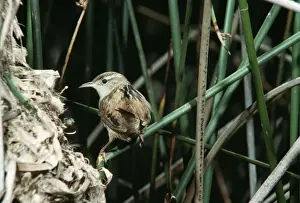 Wrens Prints: Long-billed Marsh Wren