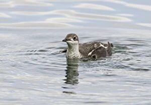 Images Dated 12th November 2006: Long-billed Murrelet - in water