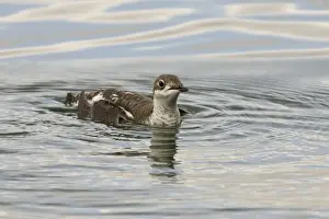 Long - billed Murrelet - in water - vagrant in Devon UK