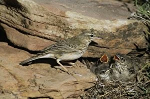 Images Dated 8th November 2010: Long-billed / Nicholson's Pipit - at nest with young
