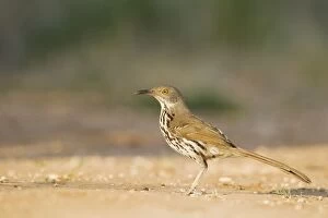 Images Dated 30th April 2012: Long-billed Thrasher