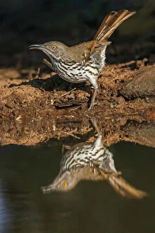 Valley Collection: Long-billed thrasher drinking from small pond, Rio Grande Valley, Texas Date: 24-04-2021