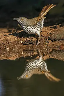 Adam Prints: Long-billed thrasher drinking from small pond, Rio Grande Valley, Texas Date: 24-04-2021