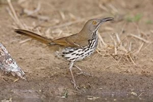 Images Dated 26th March 2008: Long-billed Thrasher South Texas in March