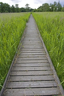 Images Dated 20th June 2008: Long empty boardwalk through reedbeds Hickling Broads Norfolk UK