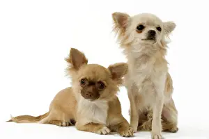 Chihuahuas Prints: Long-coat Chihuahua