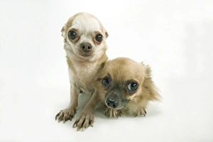 Long-coat Chihuahua