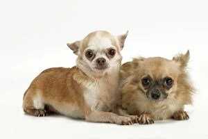 Chihuahuas Collection: Long-coat and smooth-coat Chihuahua dogs - two puppies