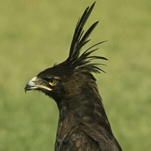 Long-crested Hawk Eagle