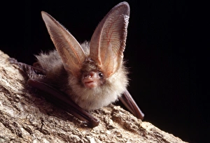 Images Dated 7th March 2007: Long-eared Bat