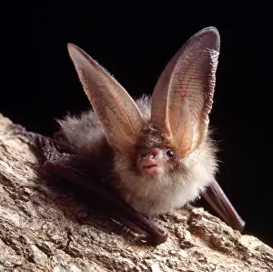 Long-eared Bat