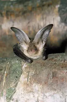 Long-eared Bat