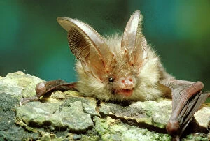 Long-eared BAT - close-up