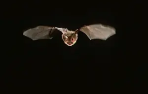 Long Eared Prints: Long-eared Bat in flight at night