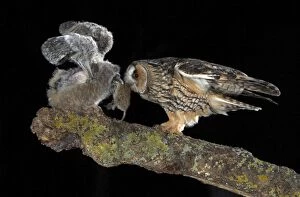 Images Dated 2nd May 2012: Long-eared Owl