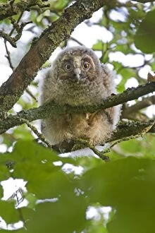 Images Dated 5th August 2012: Long Eared Owl