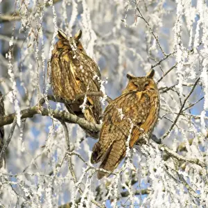 Long-eared Owl