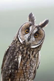 Images Dated 26th August 2009: Long eared Owl