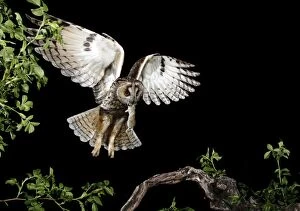 Asio Otus Gallery: Long-eared Owl - adult flying with its prey
