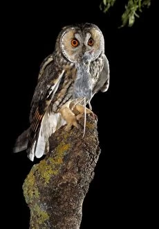 Food In Beak Gallery: Long-eared Owl - adult perched on branch with prey