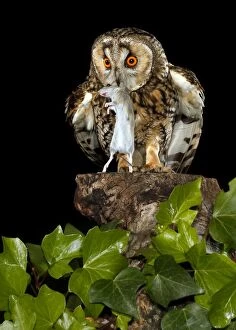 Long-eared Owl - adult perched with prey