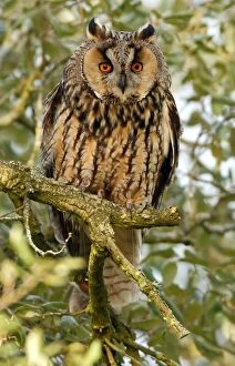 Asio Otus Gallery: Long-eared Owl - adult perched on a tree branch
