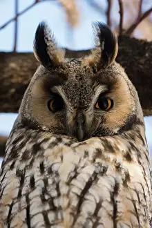 Serbia Prints: Long-eared owl (Asio otus), Kikinda, Serbia. Date: 29-01-2019