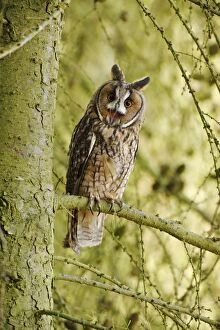 Long-eared Owl - calling from larch tree