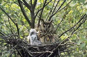Long Eared Owl - with chicks in nest