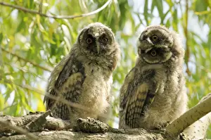 Head On One Side Prints: Long eared Owl; Costa Rica