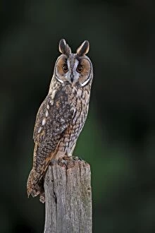 Long-eared Owl - on fence post