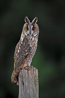 Long Eared Prints: Long eared Owl - on fence post 8632