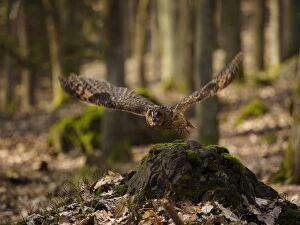 Images Dated 25th March 2017: Long-eared Owl-flying, Gemany
