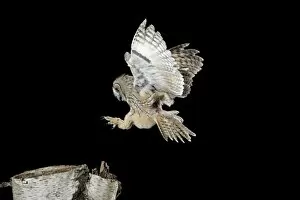 Long Eared Owl - landing on birch stump