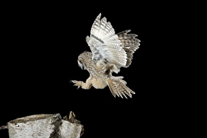 Images Dated 1st August 2009: Long Eared Owl - landing on birch stump - Bedfordshire UK 007698