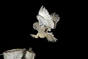 Long Eared Prints: Long Eared Owl - landing on birch stump - Bedfordshire UK 007698