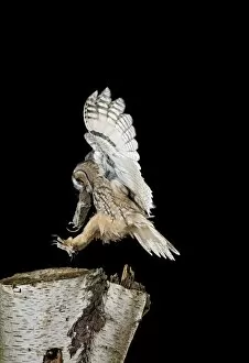 Long eared Owl - landing on birch stump with vole prey