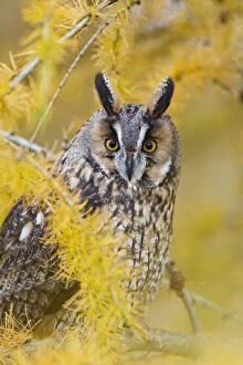 Images Dated 25th November 2010: Long Eared Owl - in larch tree in Autumn - controlled conditions 11609