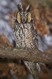Long-eared Owl - Long-eared Owl at winter roost