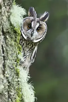 Long eared Owl - looking around tree - West Wales UK 007813