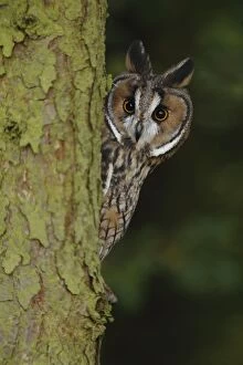 Long eared Owl - looks around larch tree