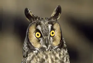 Startled Prints: Long-eared Owl Northern Colorado, USA