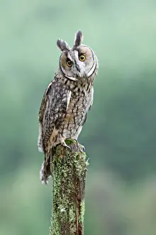 Curiosity Prints: Long eared Owl - perched on post - West Wales UK 007802