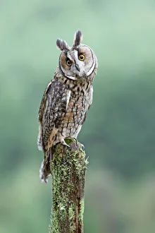 Curiosity Collection: Long eared Owl - perched on post - West Wales UK 007802