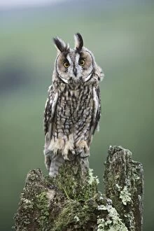 Tree Stumps Gallery: Long eared Owl - perched on stump