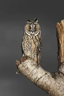 Long eared Owl - perched on tree stump